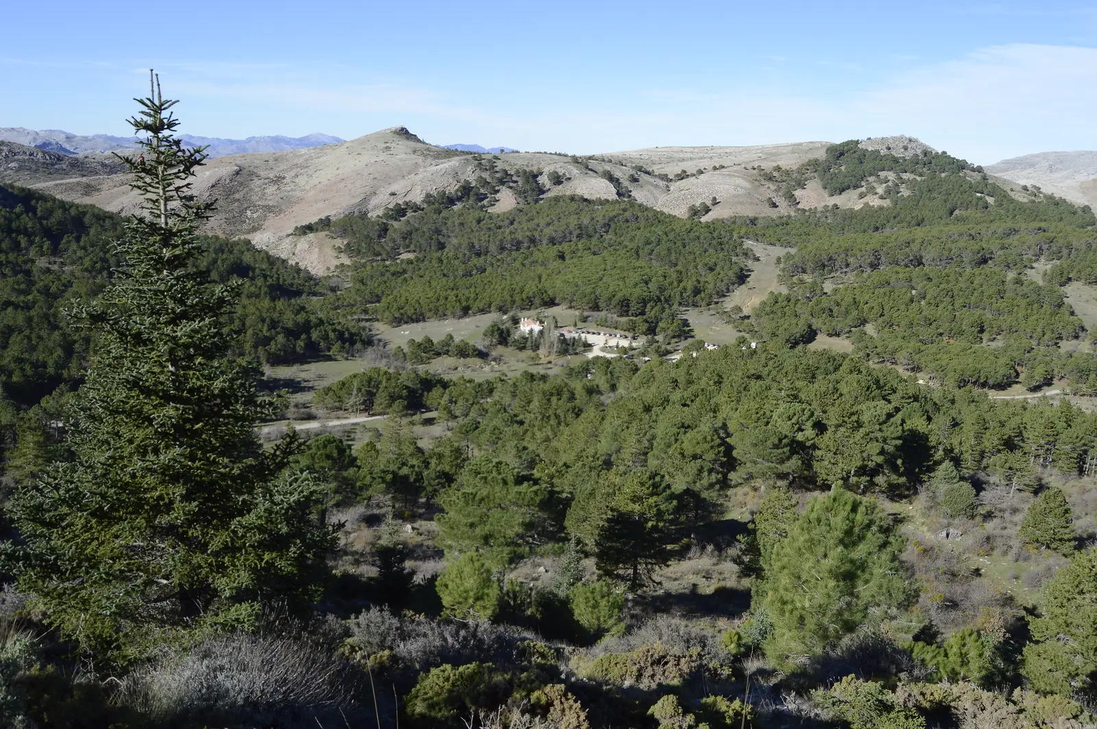 Tallskog i Sierra de las Nieves nationalpark